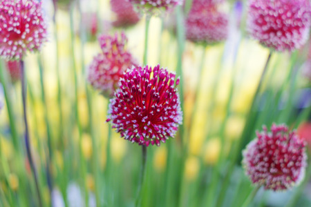 Decorative bows alliums.の写真素材