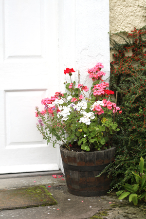 Geraniums in pot.の写真素材