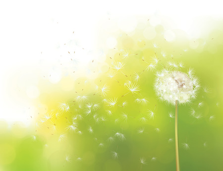 Vector spring bokeh background with white dandelion.のイラスト素材