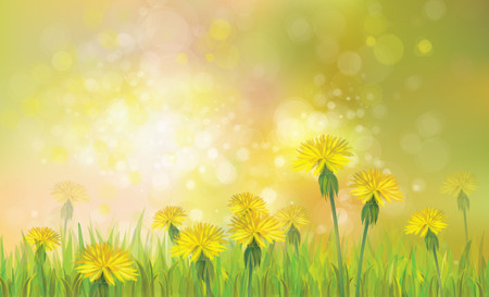 Vector of spring background with yellow dandelions.のイラスト素材