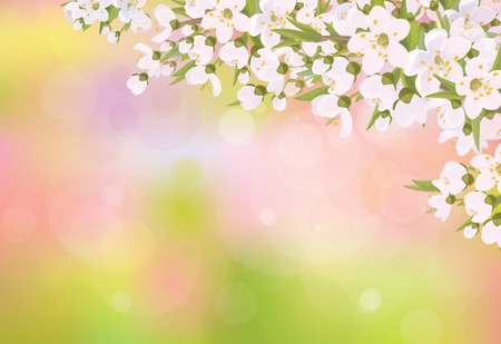 Vector blossoming branches of cherry tree, spring background.のイラスト素材