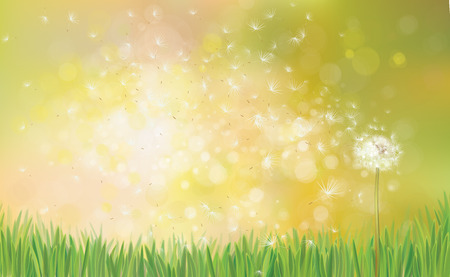 Vector  spring background with white dandelion.のイラスト素材