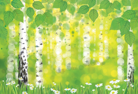 Vector birch forest on spring bokeh background.のイラスト素材