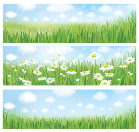 Vector summer landscapes, blue sky , meadow and chamomiles.のイラスト素材