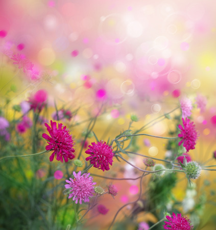 Spring flowers nature background.の写真素材