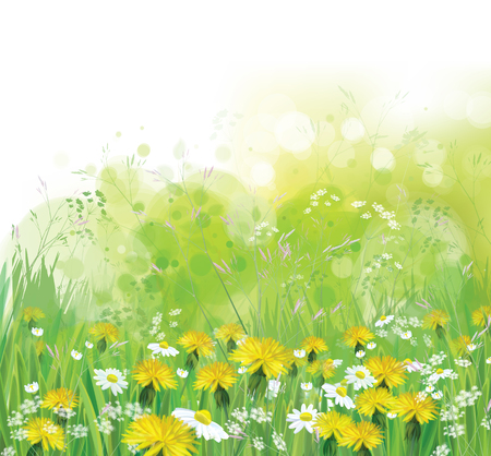 Vector spring, nature background with chamomiles and dandelions.のイラスト素材