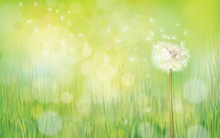 dandelion on spring  background.のイラスト素材