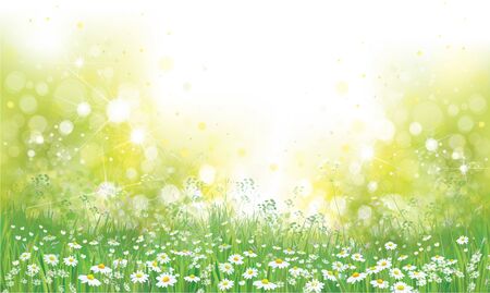 Vector summer nature  background,  blossoming flowers field.のイラスト素材