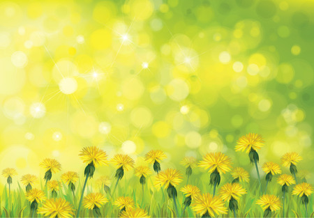 Vector  nature  background, dandelions  flowers field.のイラスト素材