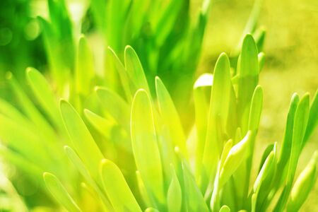 Green grass  bokeh nature background.の写真素材