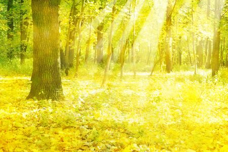 Autumnal  forest  in sunshine.の写真素材