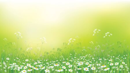 Summer nature backdrop with chamomiles field.のイラスト素材