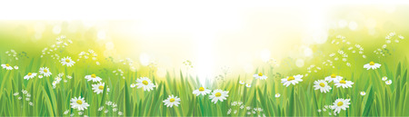 Creative design of a colorful Vector summer nature  background, chamomiles field.のイラスト素材