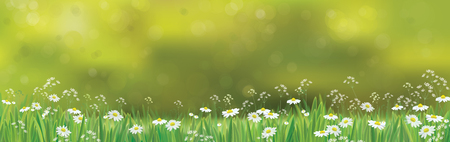 Creative design of a beautiful Vector  nature  background, chamomiles field.のイラスト素材