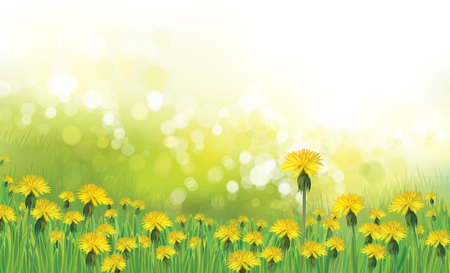 Vector  nature  background,  dandelions flowers field.のイラスト素材