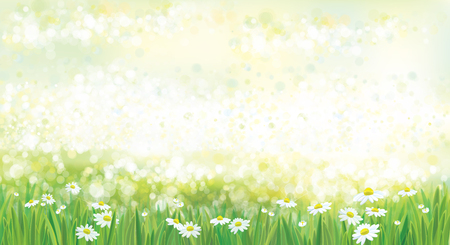 Vector  nature  background, green grass border and chamomiles.のイラスト素材