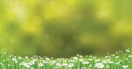Vector summer, green, nature background, daisy flowers field.のイラスト素材
