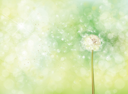 Vector spring bokeh background with white dandelion.のイラスト素材