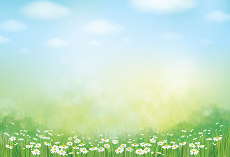Vector summer,  green,  nature  background, daisy  flowers field.のイラスト素材