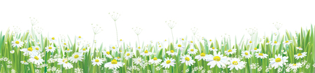 Vector  blossoming daisy  flowers  field, nature border isolated.のイラスト素材