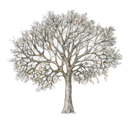 Winter tree handdrawing isolated on white. Four seasons.  Tree  drawing one of four, winter.の写真素材