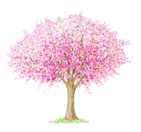 Spring blossoming  tree handdrawing isolated on white. Four seasons.  Tree  drawing one of four, spring.の写真素材