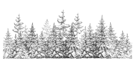 Fir trees forest  seamless element,  isolated on white,  handdrawing.の写真素材