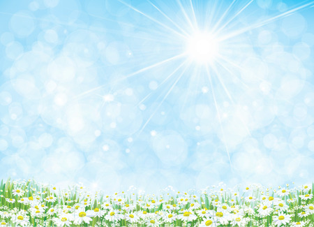 Vector summer  nature  background, daisy  flowers field.のイラスト素材