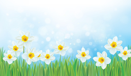 Vector  nature background, daffodil flowers.のイラスト素材