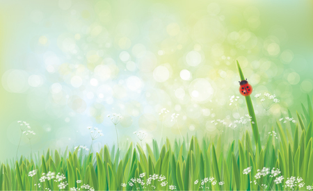 Vector spring  nature  background,  green grass  and  ladybird on green bokeh background.のイラスト素材