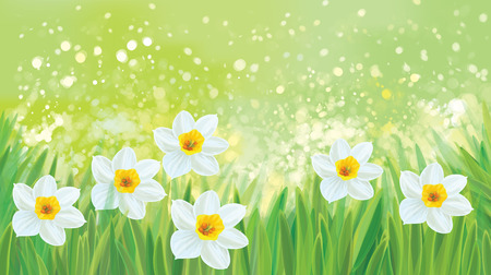 Vector daffodil flowers on spring, green, bokeh  background.のイラスト素材