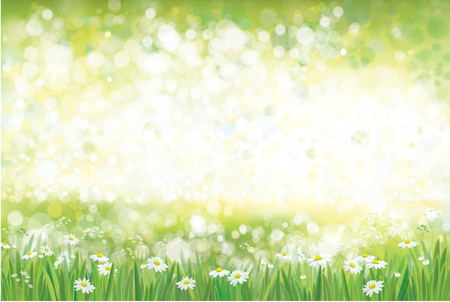 Vector summer, green, nature  background, chamomiles field.のイラスト素材