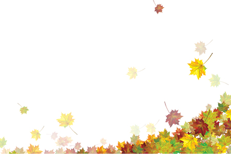 Vector  colorful, autumnal maple leaves, isolated on white.のイラスト素材