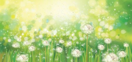 Vector spring  green background,  white dandelions field in sunshine.のイラスト素材
