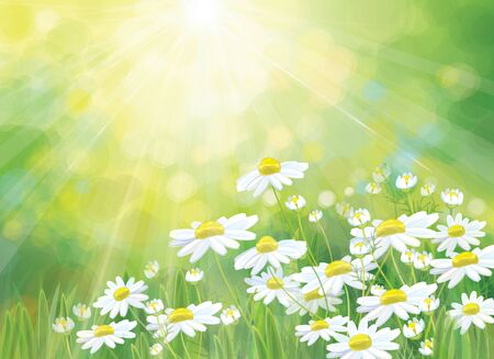 Vector summer,  nature background. Daisy flowers in sunshine.のイラスト素材