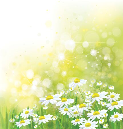 Vector summer,  nature background. Daisy flowers in sunshine.のイラスト素材