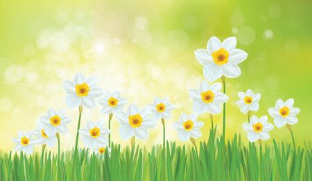 Vector daffodil flowers. Spring  background.のイラスト素材