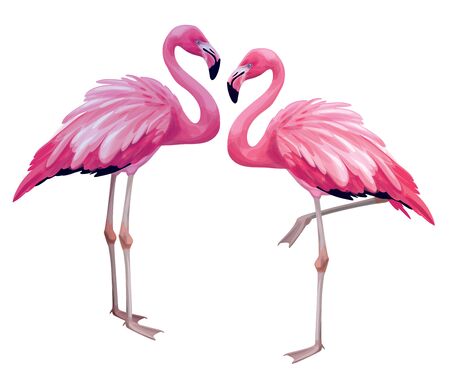Vector  flamingos bird,  isolated on white.のイラスト素材