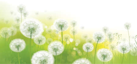 Vector spring bokeh background with white dandelions.のイラスト素材