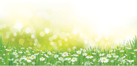 Vector summer nature  background, white chamomiles field.のイラスト素材