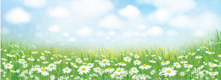 Vector summer nature  background, white chamomiles field.のイラスト素材