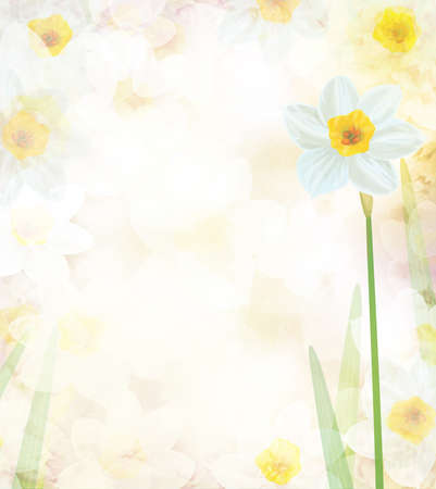 Daffodil flowers.  Abstract, floral, bokeh background. Illustration.の写真素材