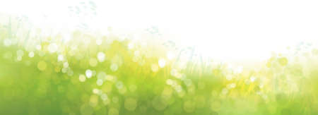 Vector  green, bokeh, nature background. Summer landscape blurred effect.のイラスト素材