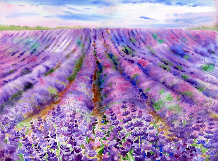 Lavender fields.. Lavender background. Watercolor painting.の写真素材