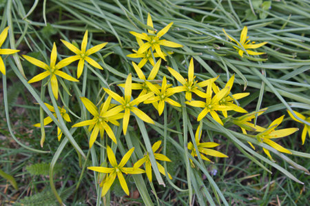 Flowering Gagea pratensis