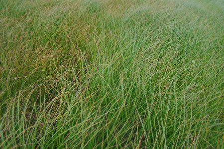 A stand of Eriophorum angustifolium