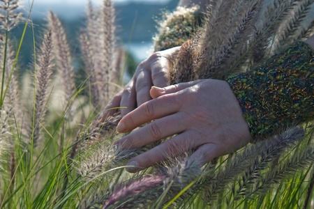 Woman s hand brushes against blades of tall grassの写真素材