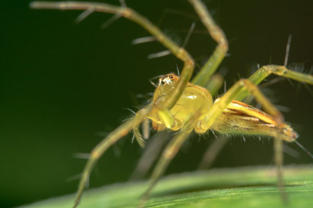 Yellow Translucent Jumping Spider found in Bali, Indonesia.