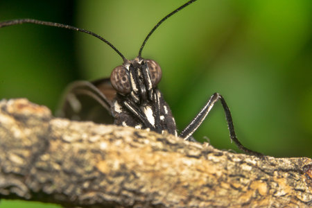 Common crow butterfly, scientific name: Eulopea core headshot with antennas up trying to climb up a...