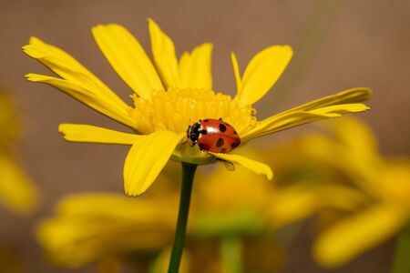 Landscape shot of a yellow daisy flower with a red ladybugの写真素材